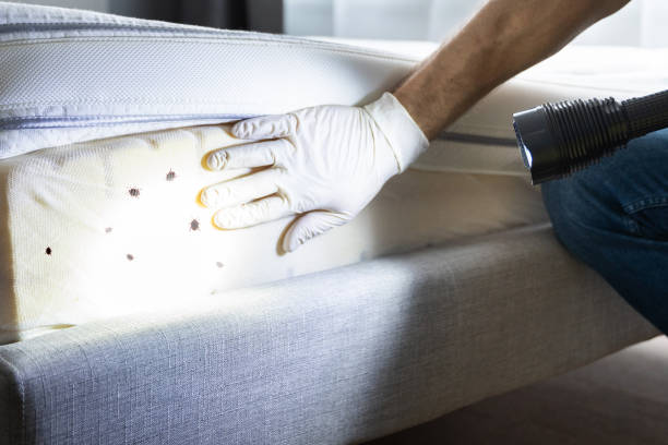 Best Wasp Removal Services  in Sycamore, GA