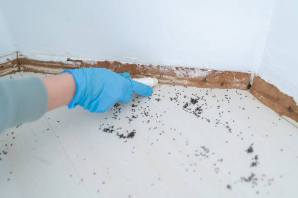 Reliable Sycamore, GA Pest Control Solutions